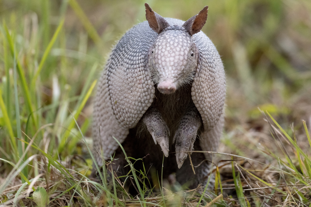 armadillo-removal-trapping-services-in-edmond-ok-armadillo-control