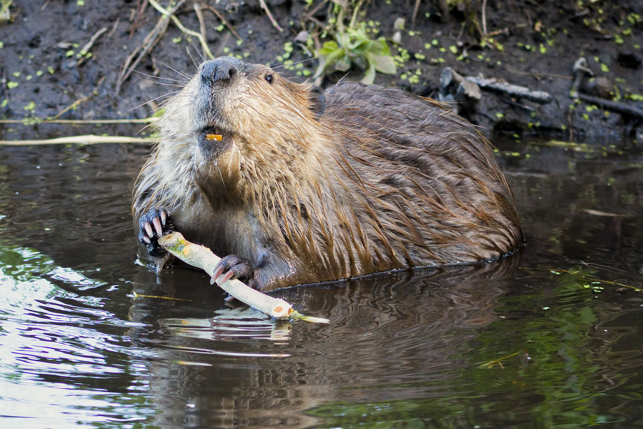 Beaver Removal Services In Moore OK - Remove Beavers