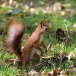 Squirrel removal