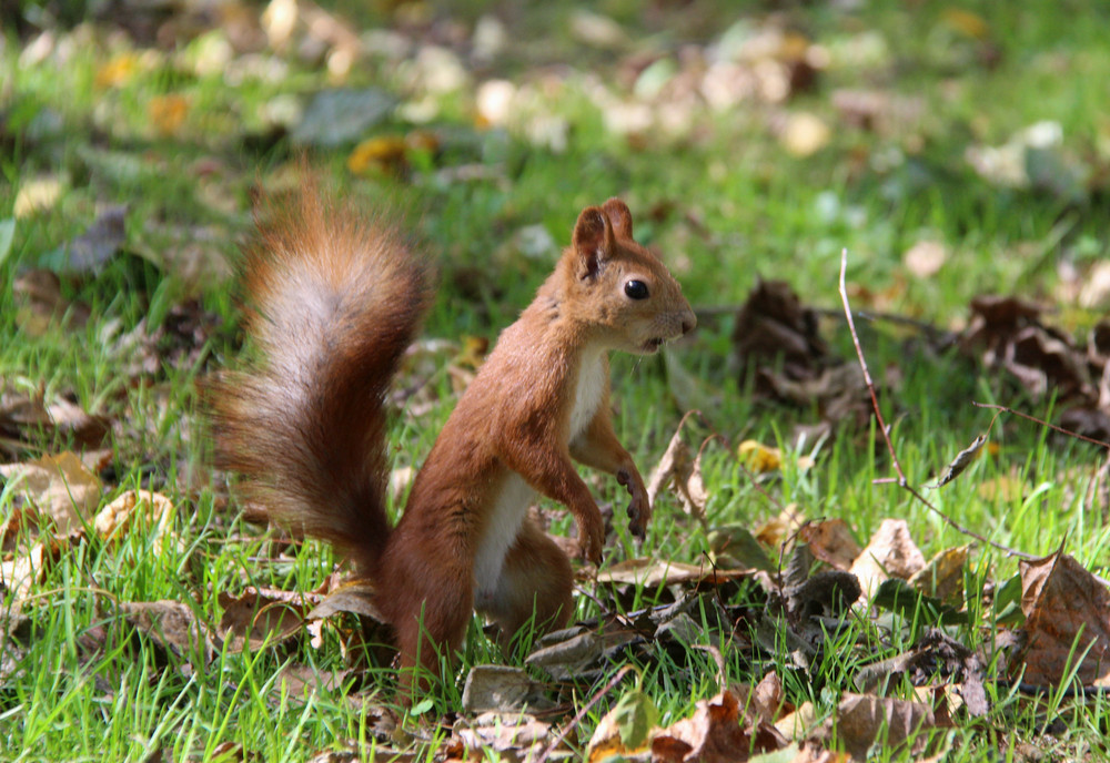 Squirrel removal